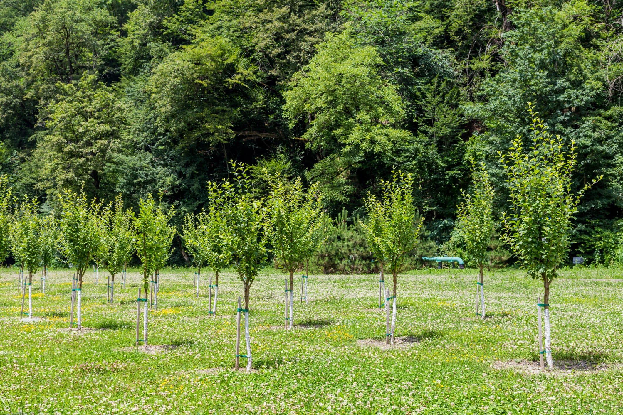 35.000 nuovi alberi messi a dimora rispetto al 2021